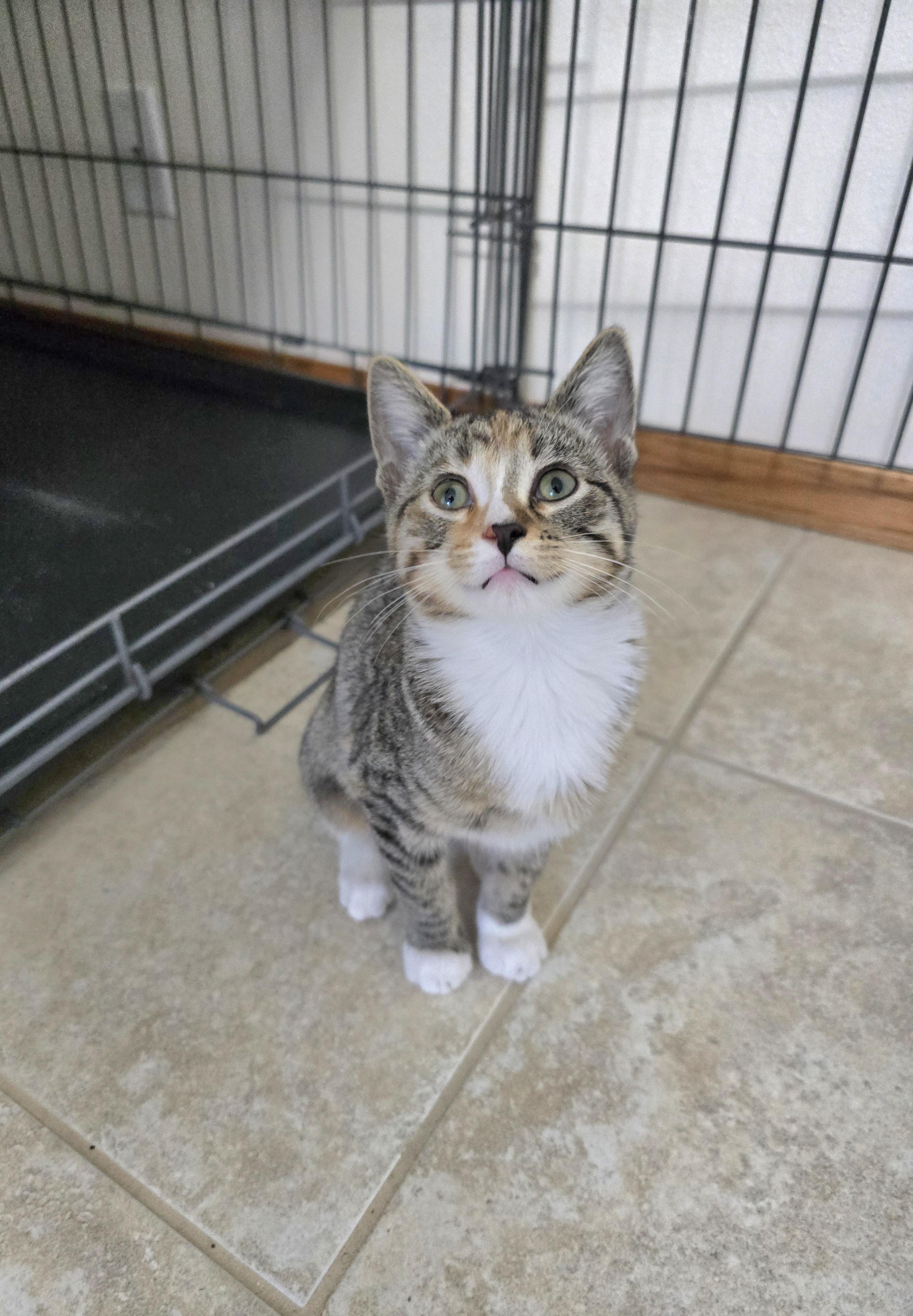 Enlarge Whitney, a Adoptable Domestic Short Hair in Fargo, ND image 3/3
