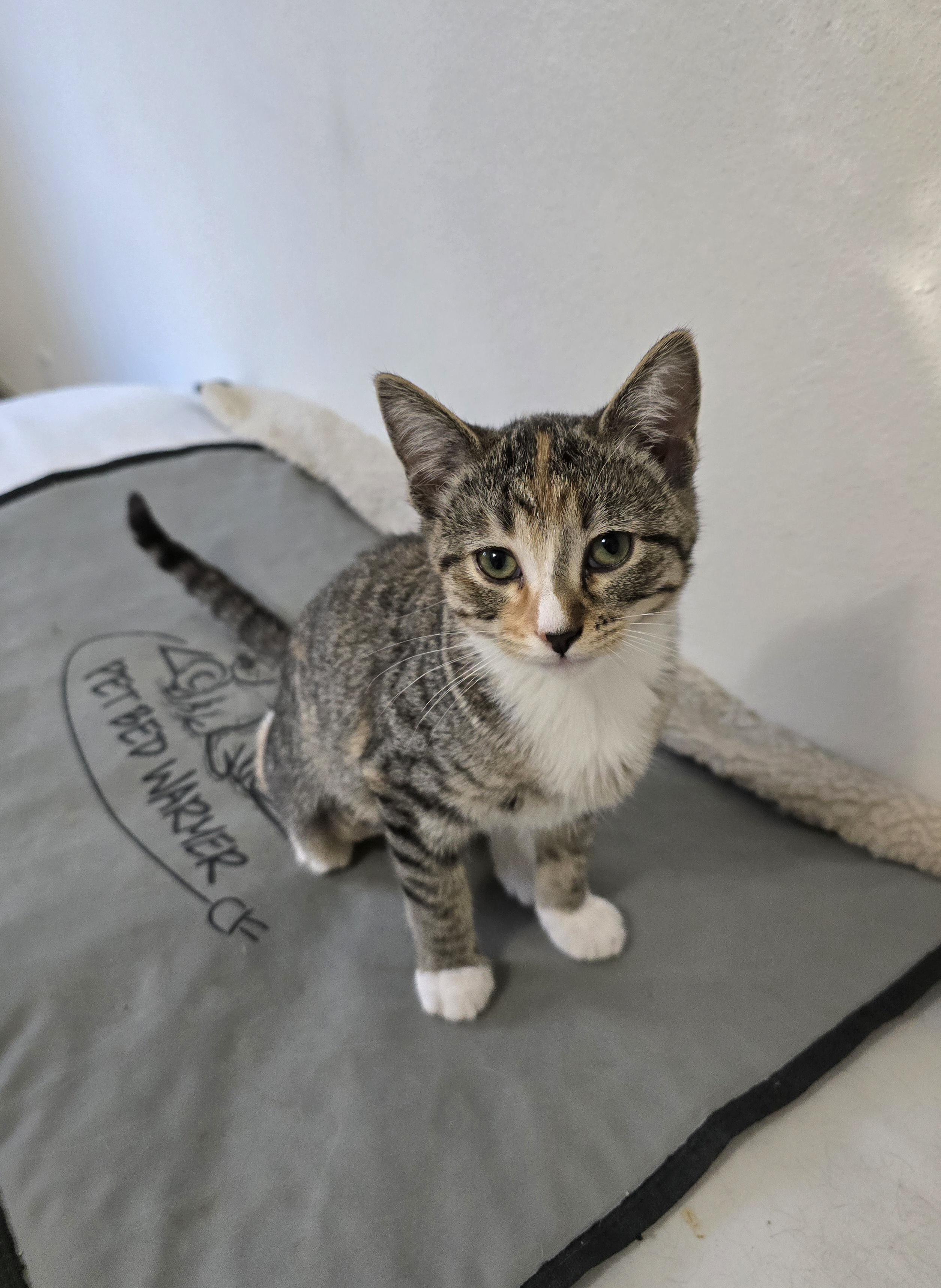 Whitney, Adoptable, Kitten Female Domestic Short Hair.