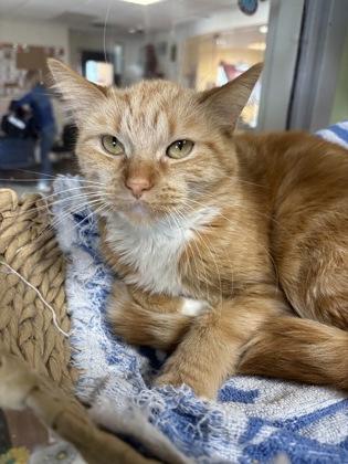 Enlarge Bella, a Adoptable mixed breed in South Bend, IN image 1/3