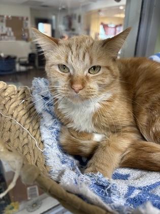 Enlarge Bella, a Adoptable mixed breed in South Bend, IN image 2/3