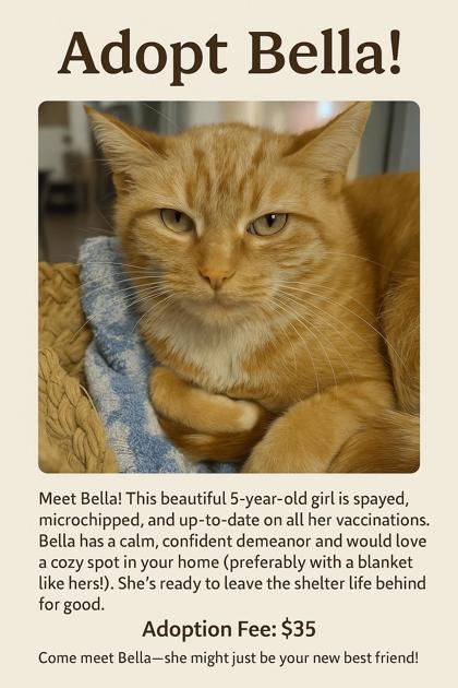 Enlarge Bella, a Adoptable mixed breed in South Bend, IN image 3/3