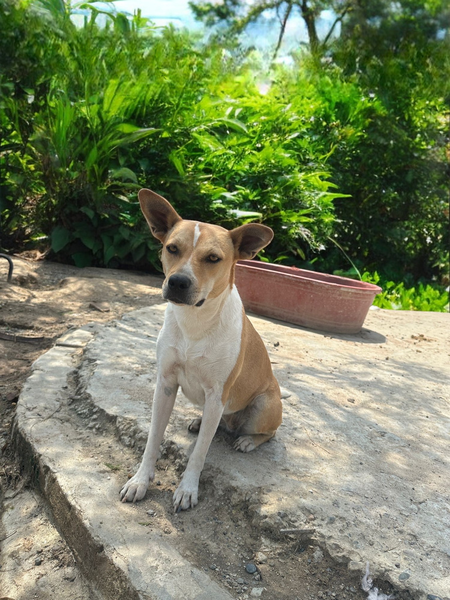 Enlarge Mia, a Adoptable mixed breed in Los Angeles, CA image 2/6