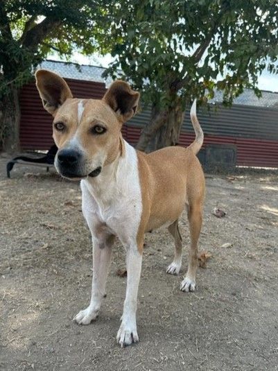 Enlarge Mia, a Adoptable mixed breed in Los Angeles, CA image 6/6