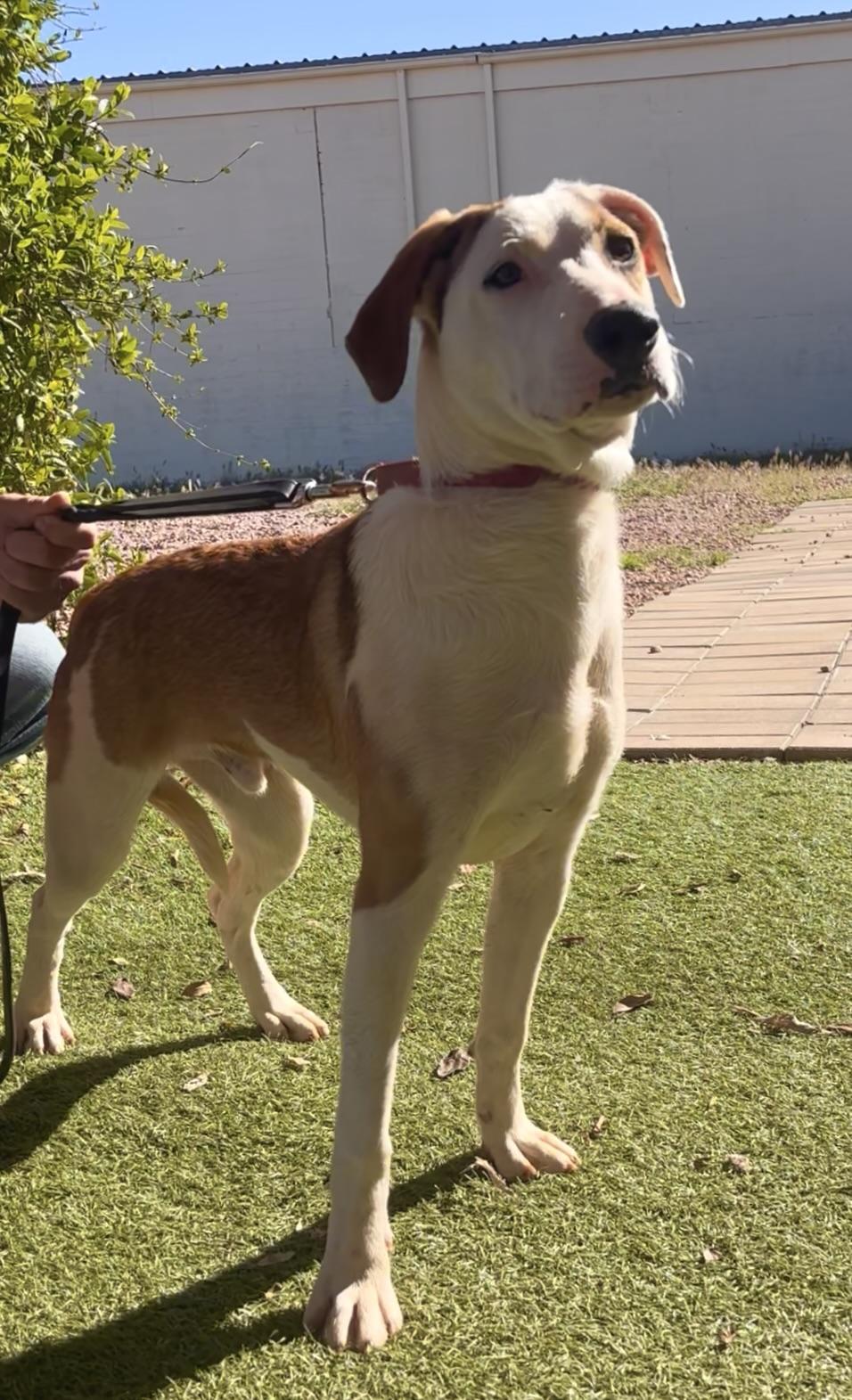 Enlarge Patches, a ADOPTABLE mixed breed in Payson, AZ image 3/3