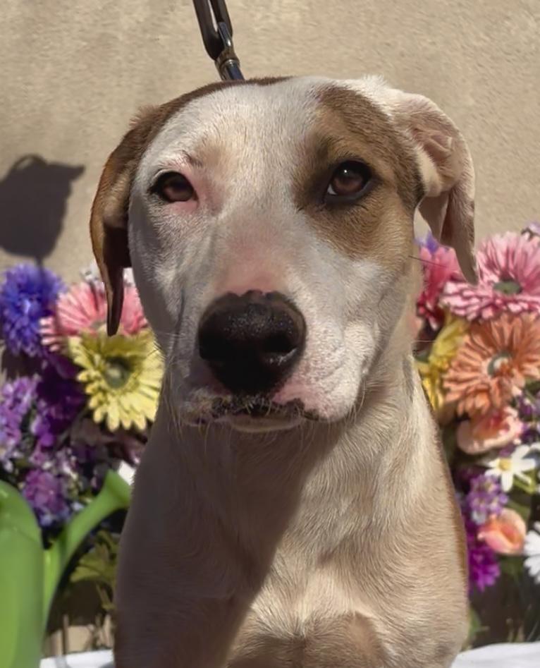 Patches, ADOPTABLE, Young Male Beagle & Australian Cattle Dog / Blue Heeler.