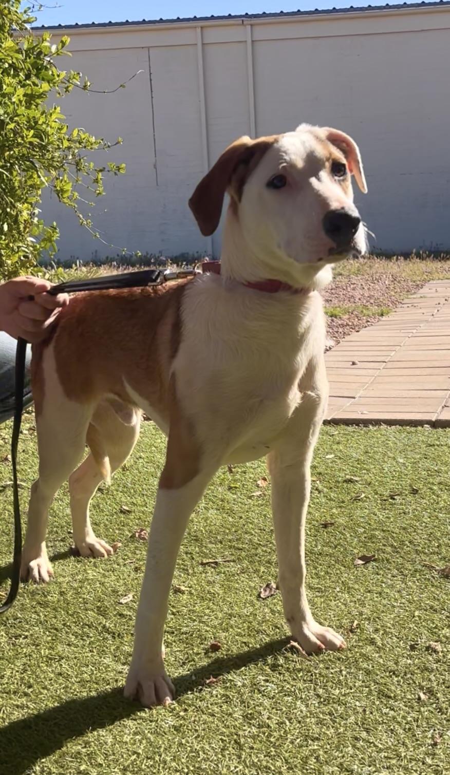 Enlarge Patches, a ADOPTABLE mixed breed in Payson, AZ image 2/3