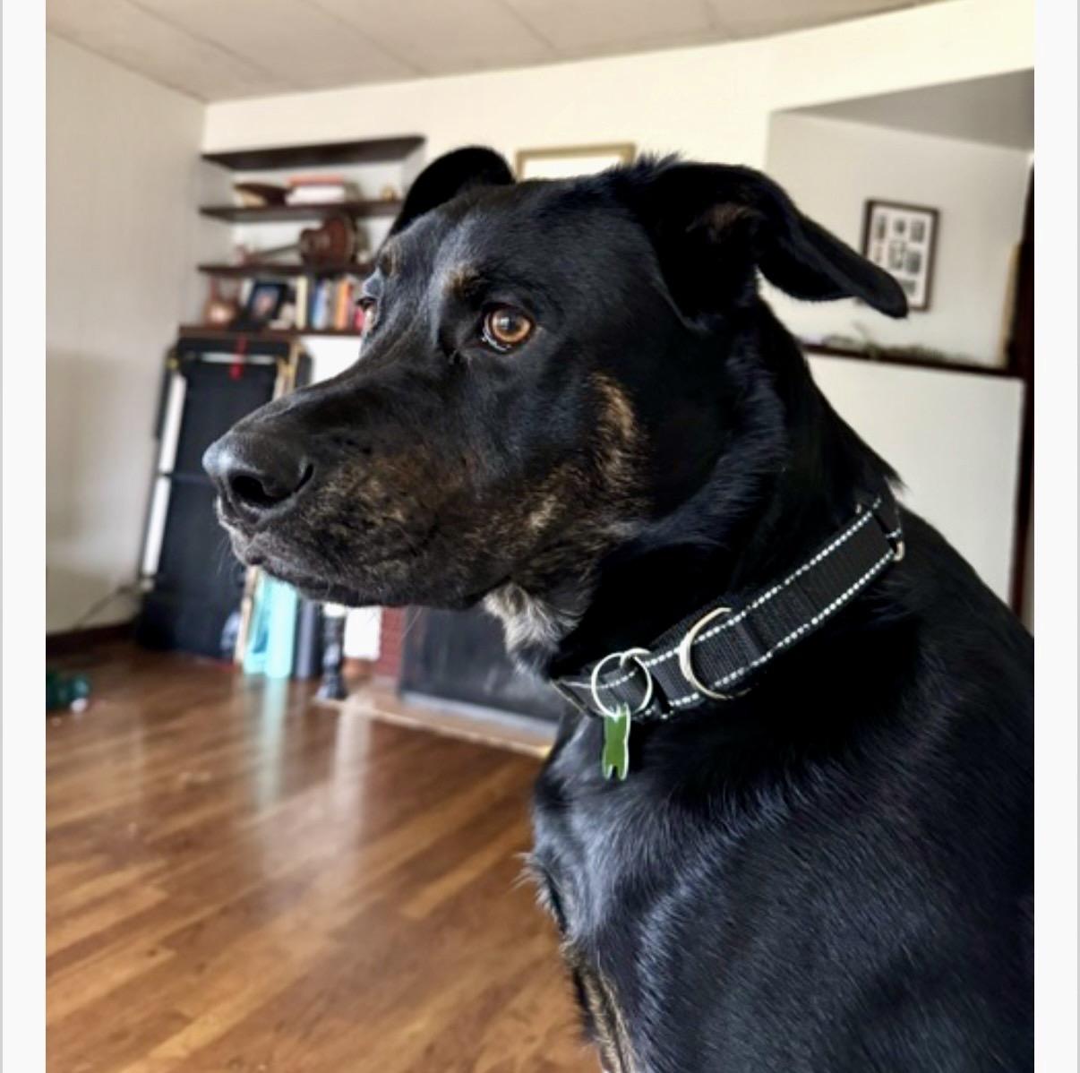 Enlarge Grimm, a Adoptable mixed breed in Portland, OR image 6/6