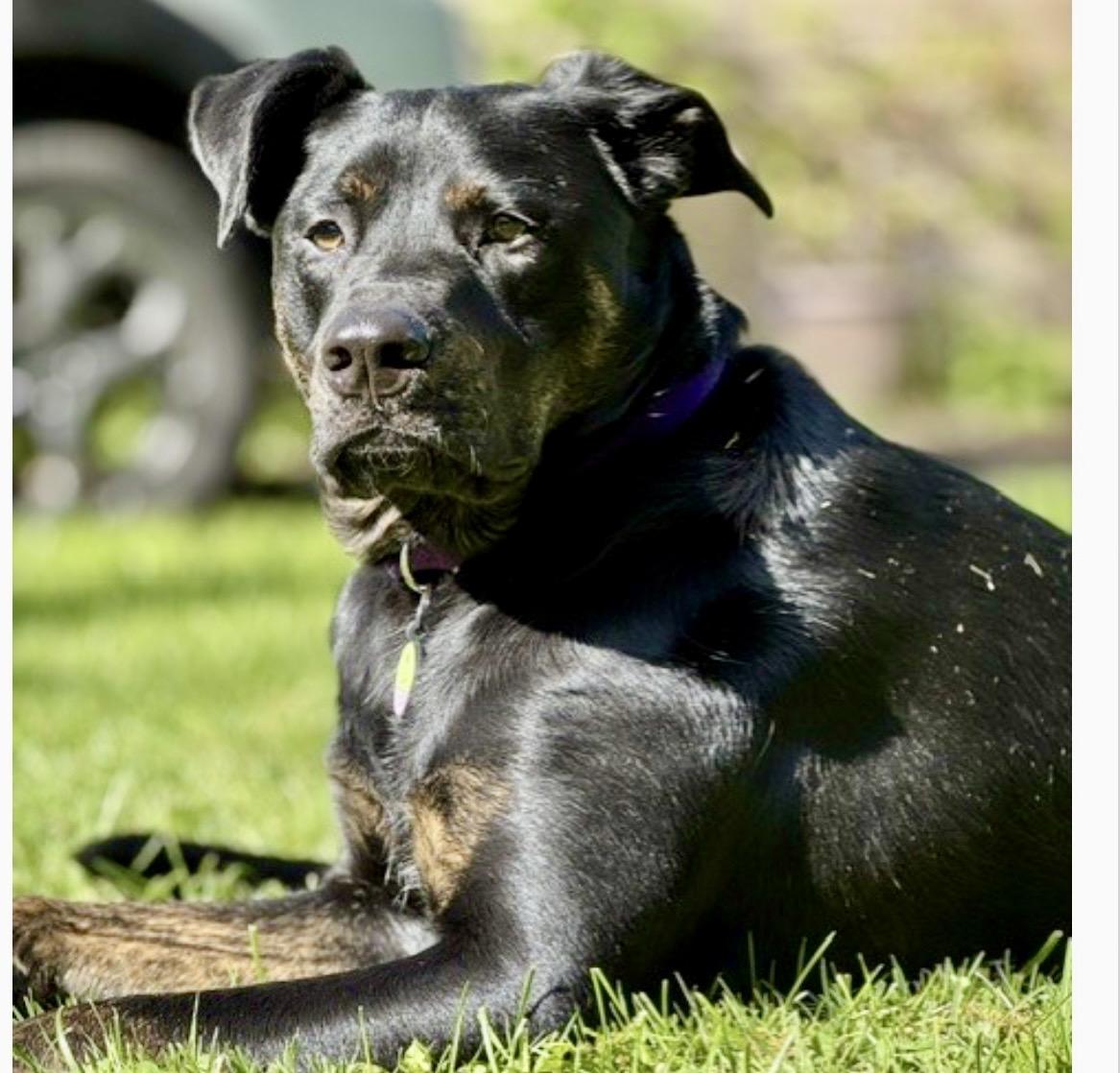 Enlarge Grimm, a Adoptable mixed breed in Portland, OR image 4/6