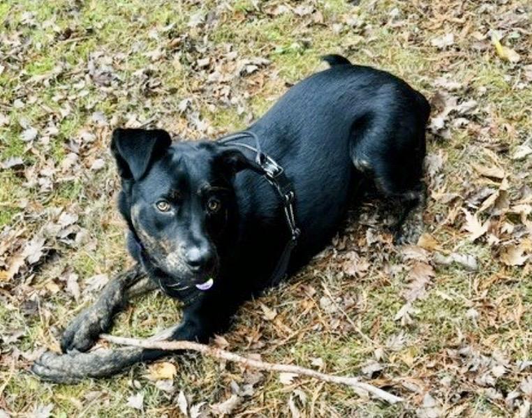 Enlarge Grimm, a Adoptable mixed breed in Portland, OR image 5/6