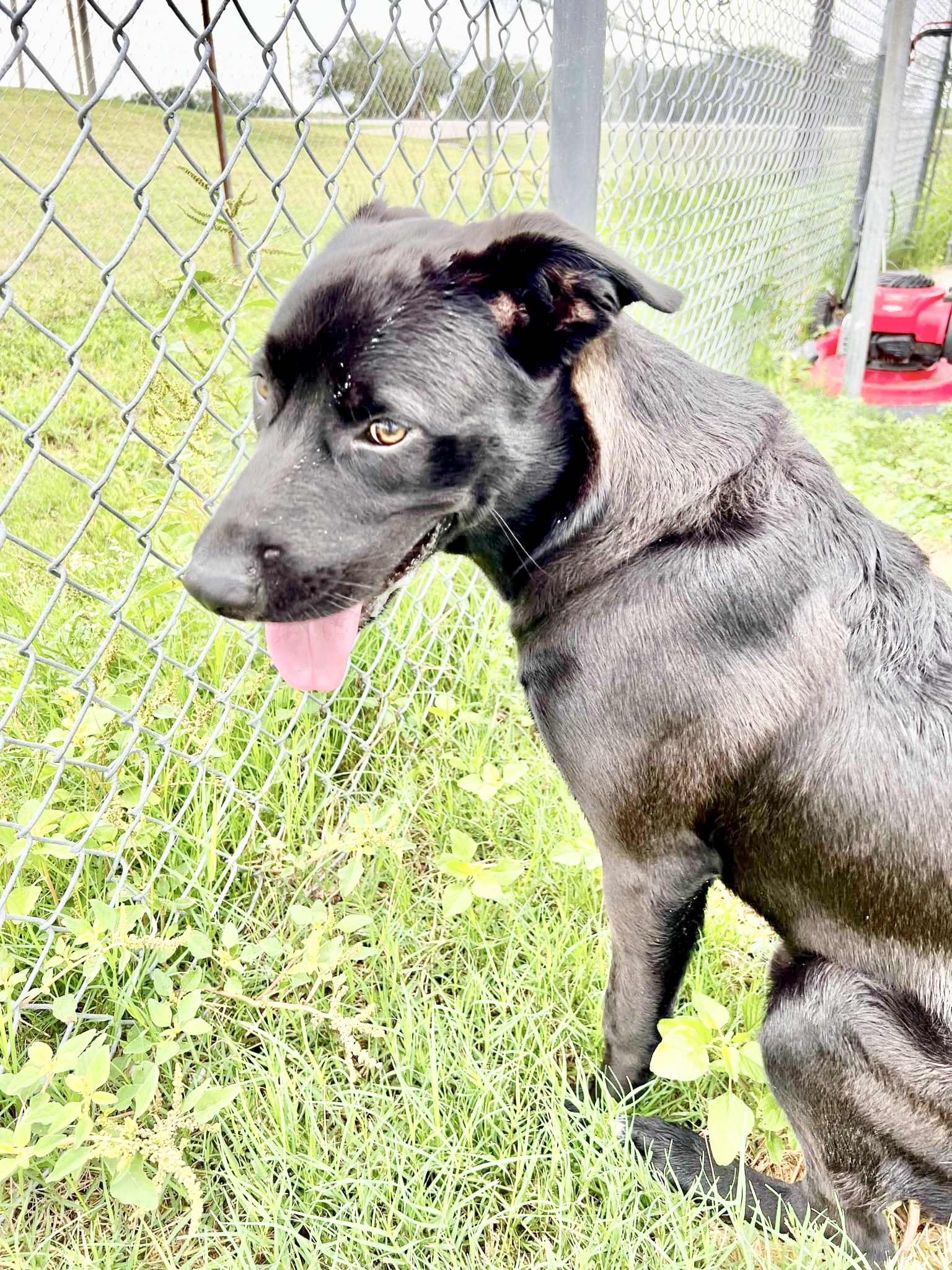 Enlarge Grimm, a Adoptable mixed breed in Portland, OR image 2/6