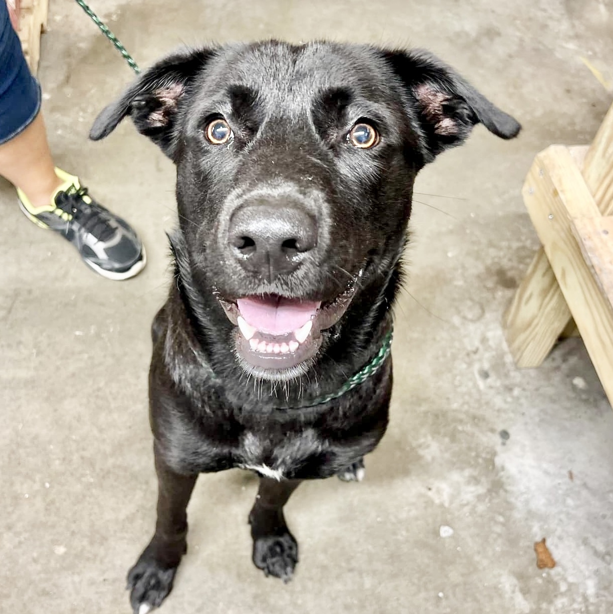 Grimm, Adoptable, Adult Male Rottweiler & Black Labrador Retriever.