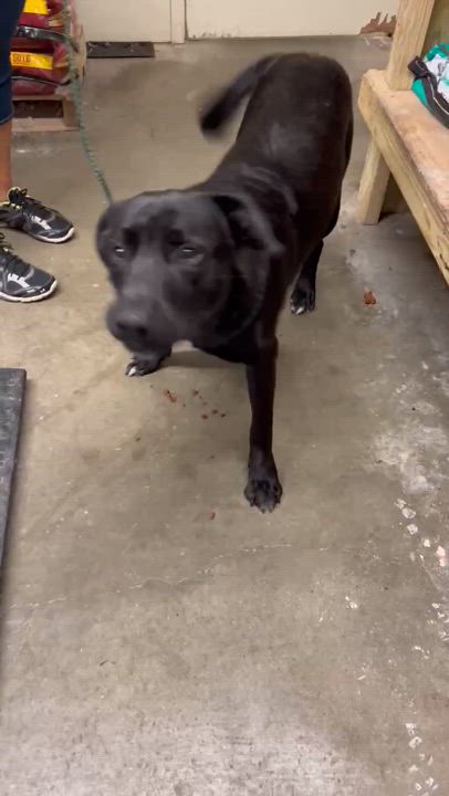 Enlarge Grimm, a Adoptable mixed breed in Portland, OR video 3/6