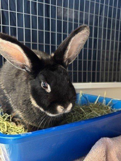 Silvermist, Adopted, Adult Female Bunny Rabbit.