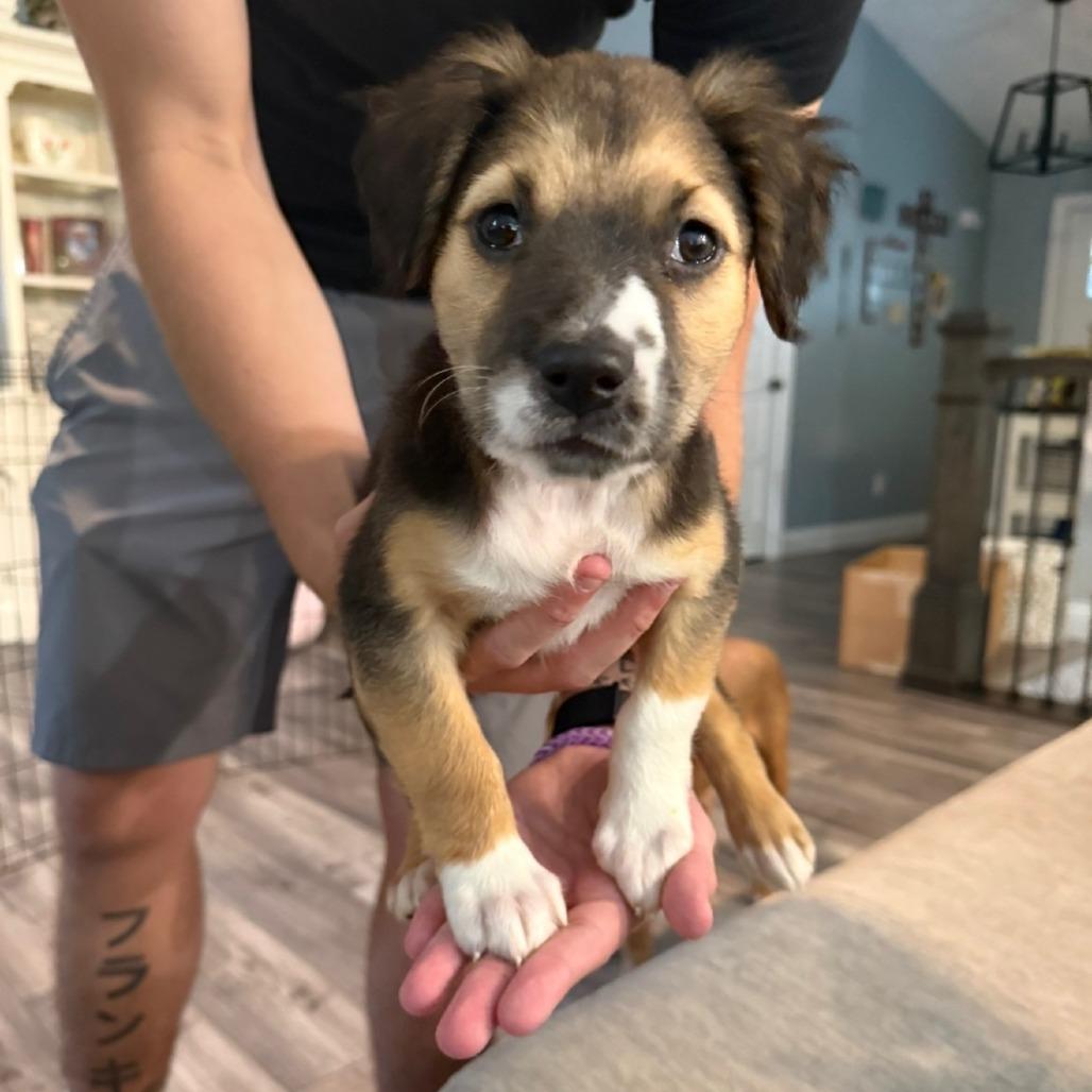 Enlarge Dot, a Adoptable Australian Shepherd in Dayton, OH image 1/1