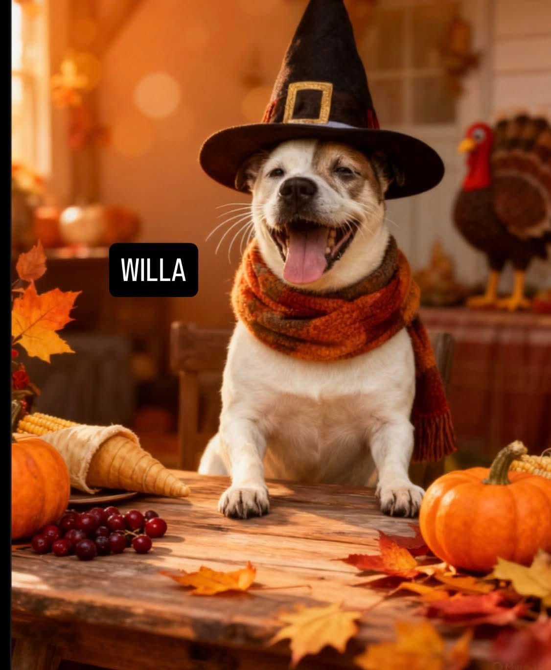 Willa (Foster Needed ASAP!), Adoptable, Adult Female Boxer.