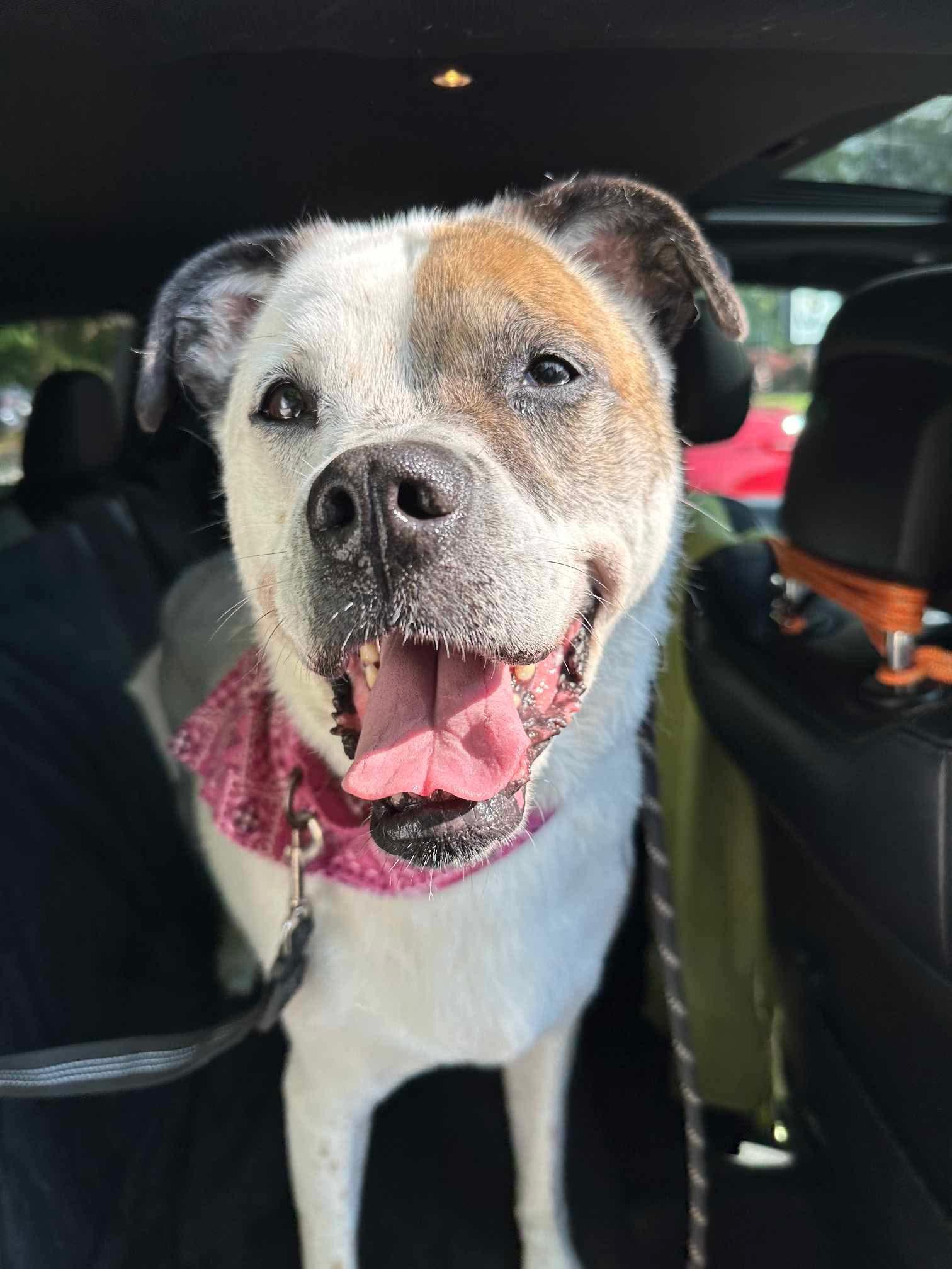 Enlarge Willa (Foster Needed ASAP!), a Adoptable mixed breed in Westwood, NJ image 5/6