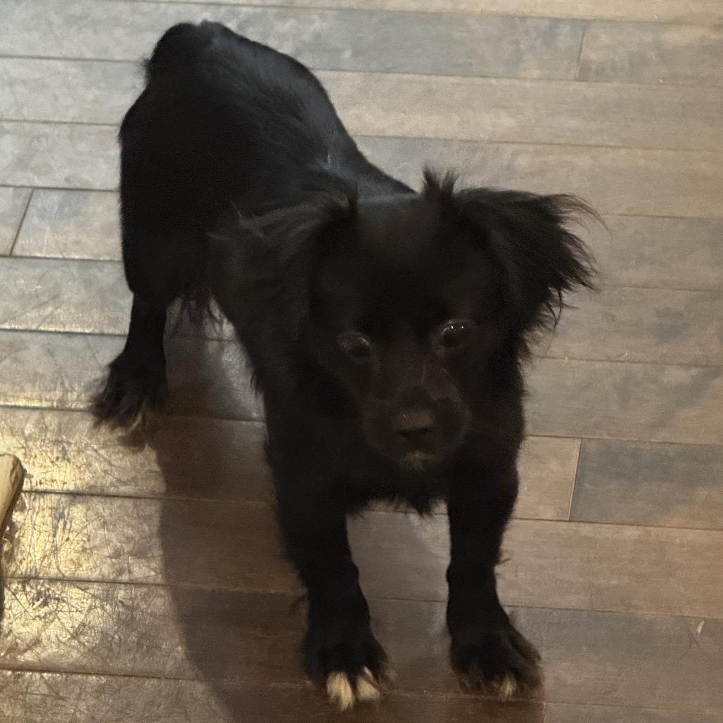 Sunny, Adoptable, Adult Female Mixed Breed.