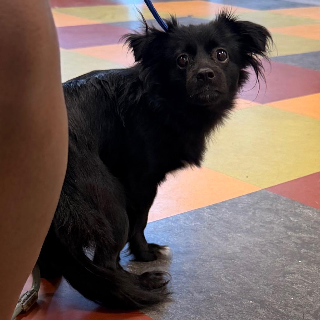 Sunny, a Adoptable Mixed Breed in West Chester, PA image 2/4