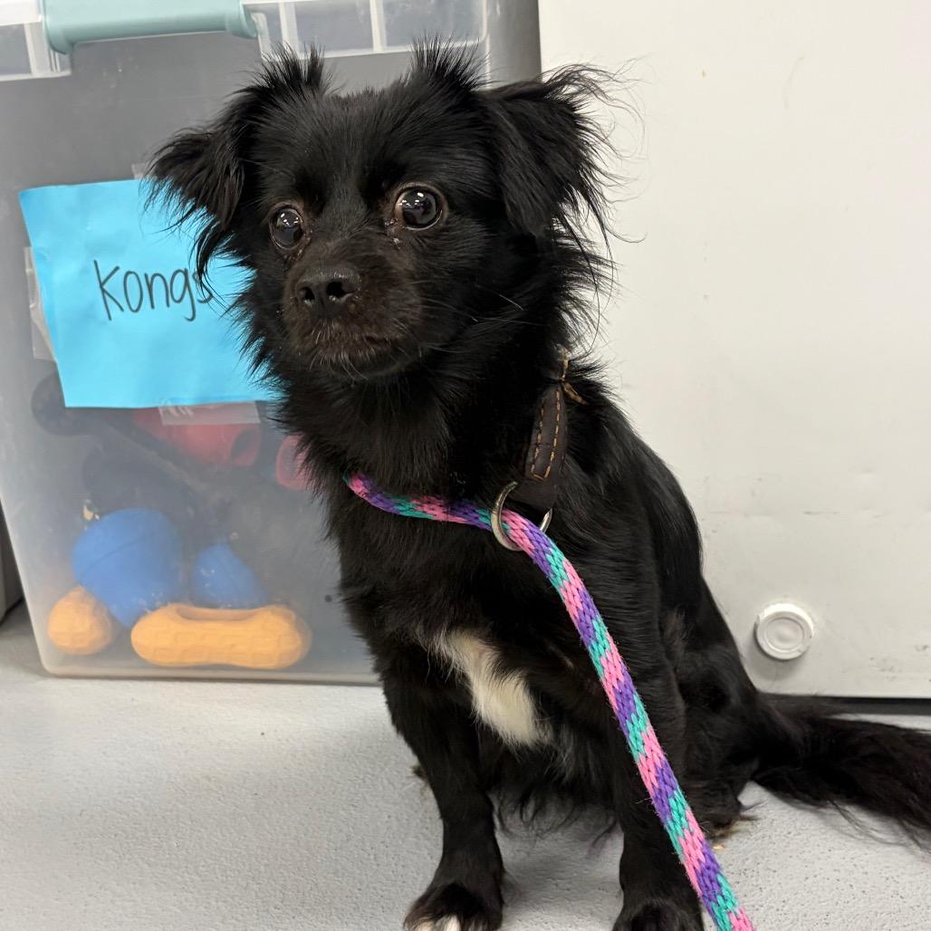Sunny, a Adoptable Mixed Breed in West Chester, PA image 3/4