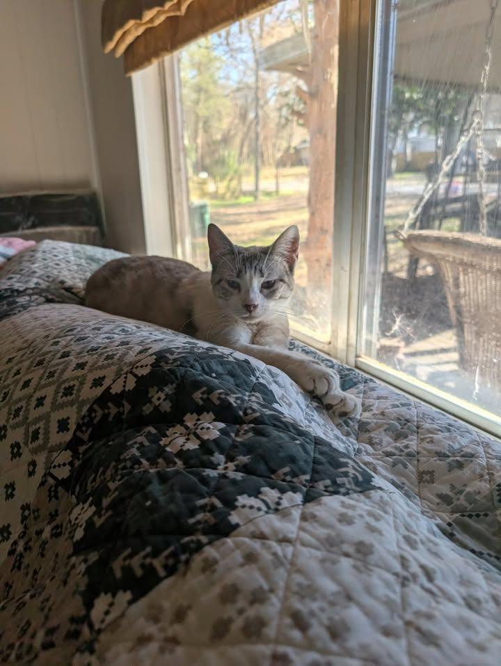 Enlarge Lilac, a Adoptable Siamese in Mabank, TX image 2/5