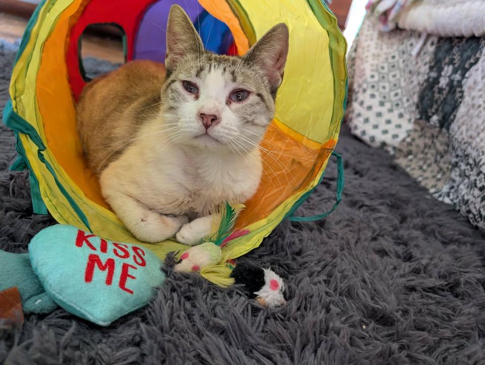 Enlarge Lilac, a Adoptable Siamese in Mabank, TX image 1/5