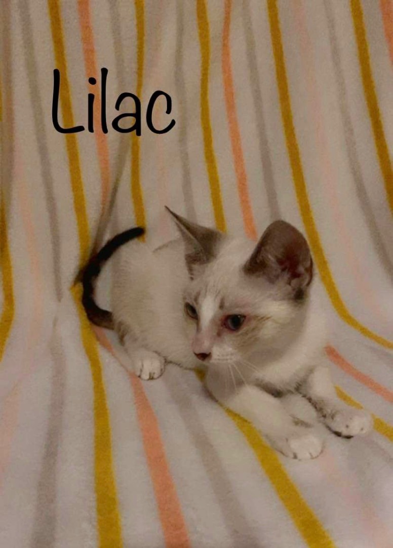 Enlarge Lilac, a Adoptable Siamese in Mabank, TX image 9/10