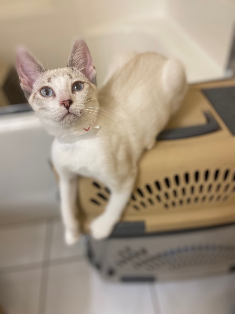 Enlarge Lilac, a Adoptable Siamese in Mabank, TX image 10/10