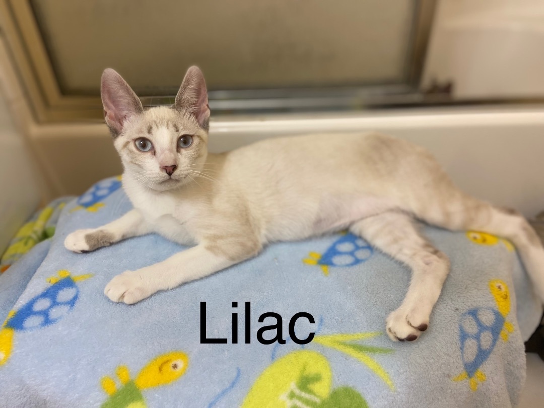 Enlarge Lilac, a Adoptable Siamese in Mabank, TX image 1/10