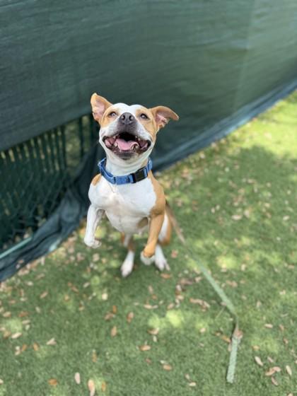 Bella, a Adoptable mixed breed in North Miami Beach, FL image 3/3