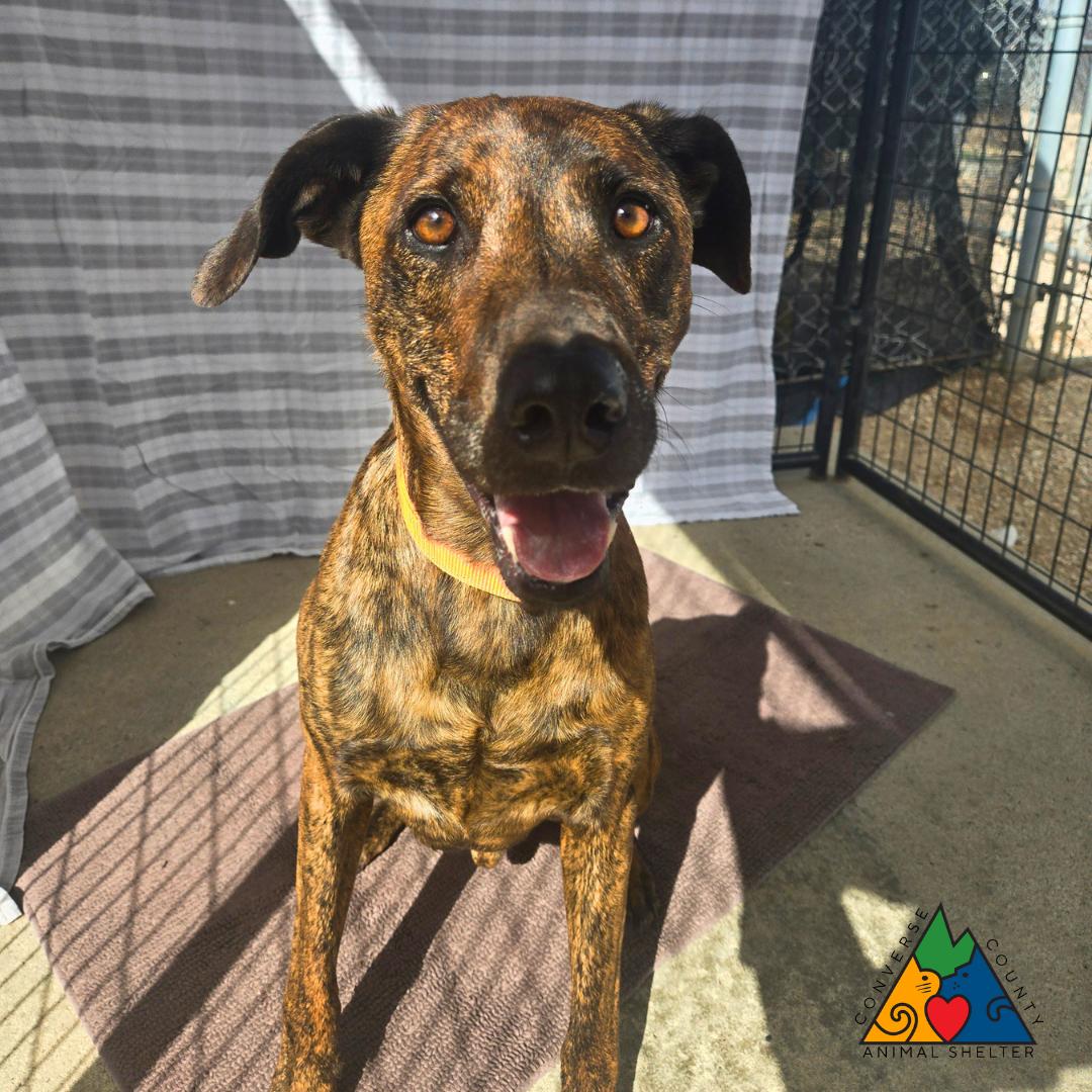 Enlarge Oscar, a Adoptable mixed breed in Douglas, WY image 2/6