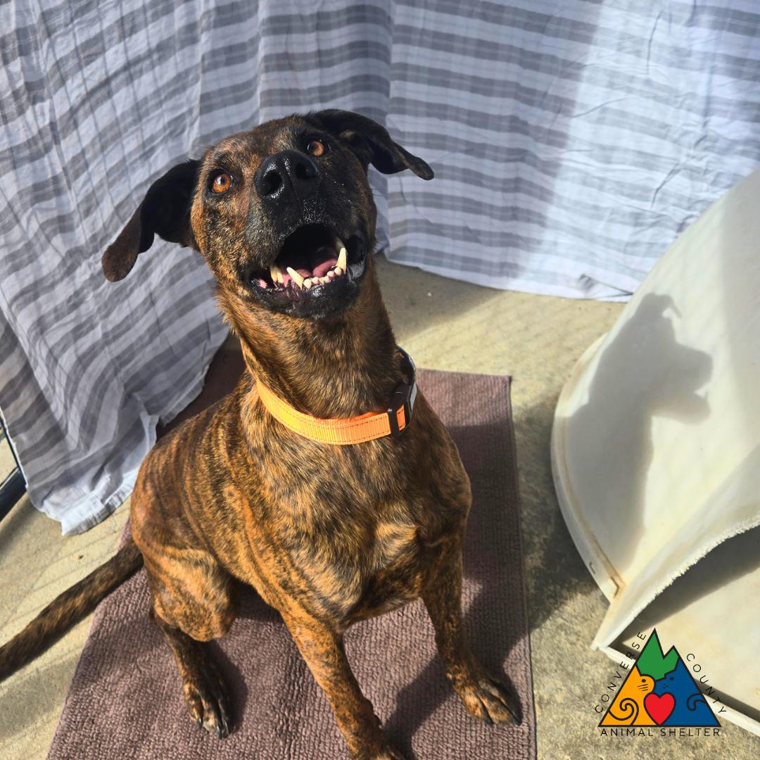Enlarge Oscar, a Adoptable mixed breed in Douglas, WY image 6/6