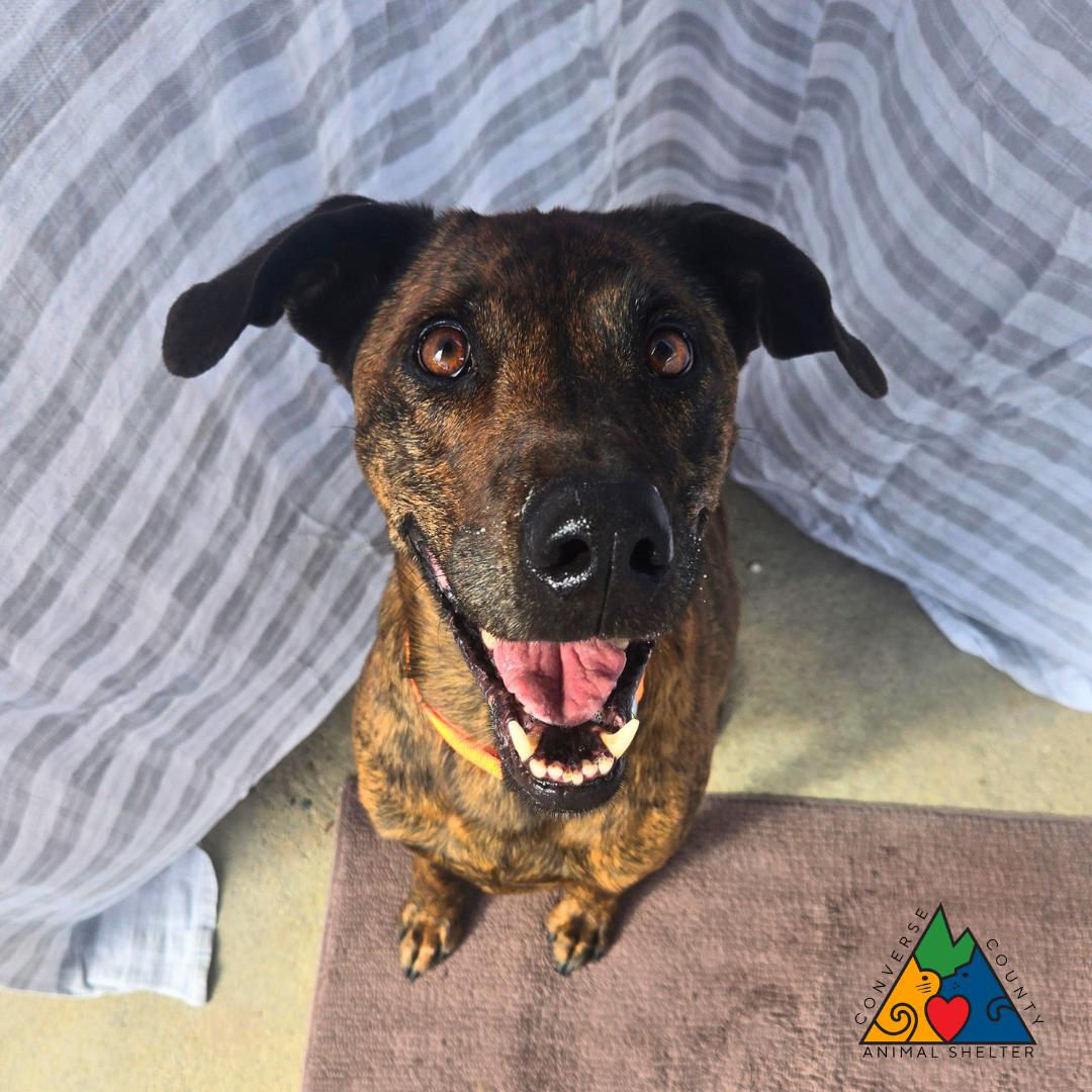 Enlarge Oscar, a Adoptable mixed breed in Douglas, WY image 5/6