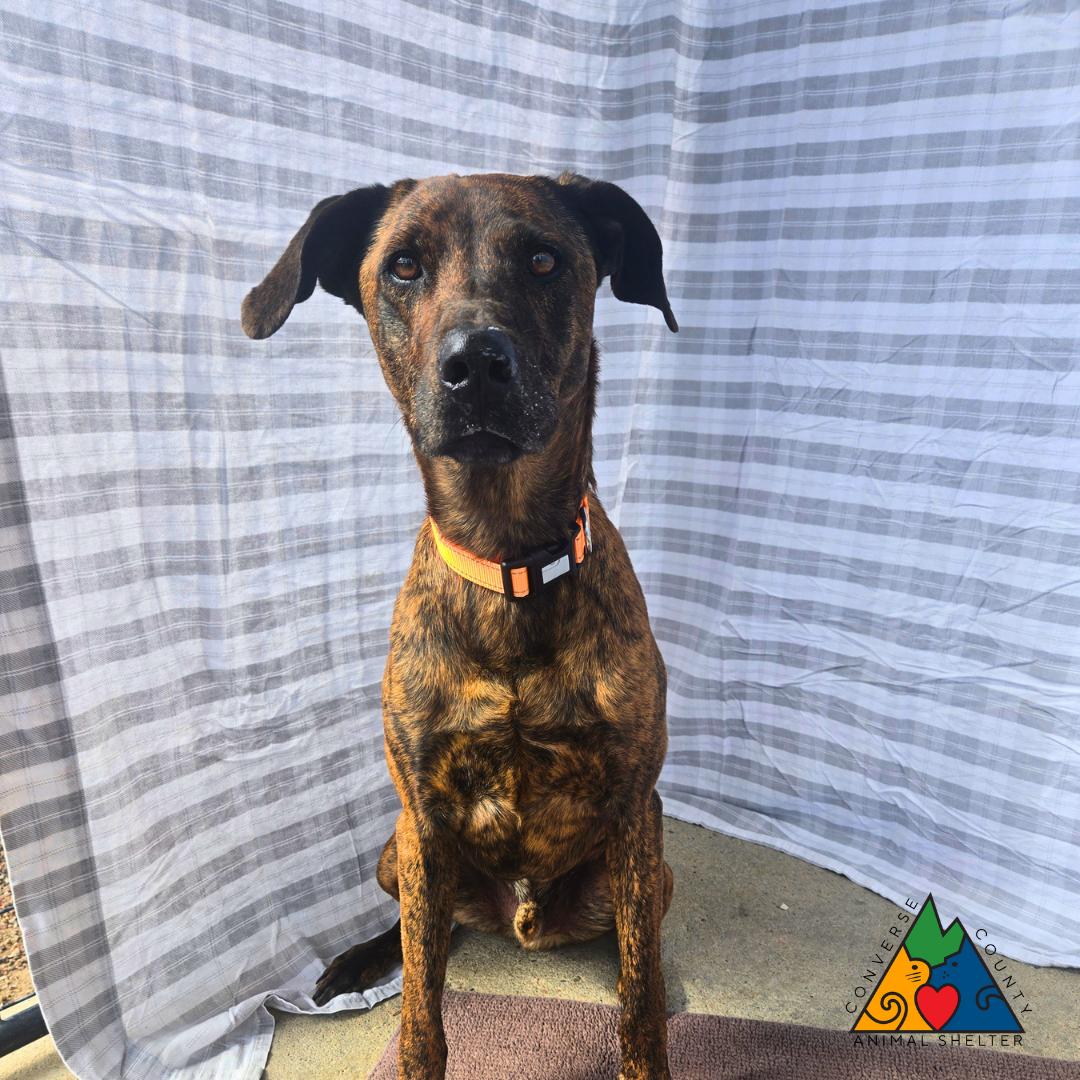 Enlarge Oscar, a Adoptable mixed breed in Douglas, WY image 4/6