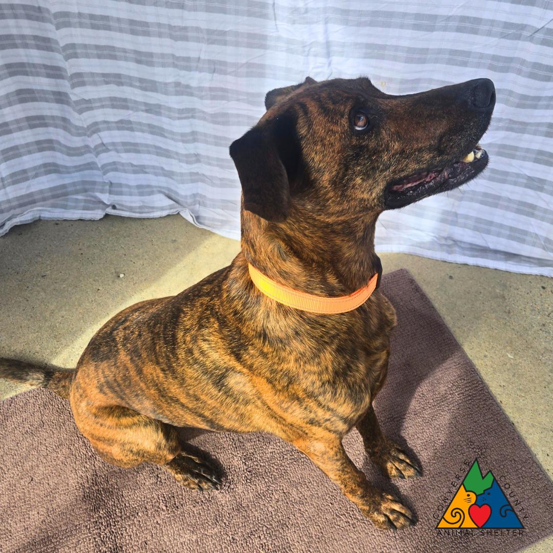 Enlarge Oscar, a Adoptable mixed breed in Douglas, WY image 3/6
