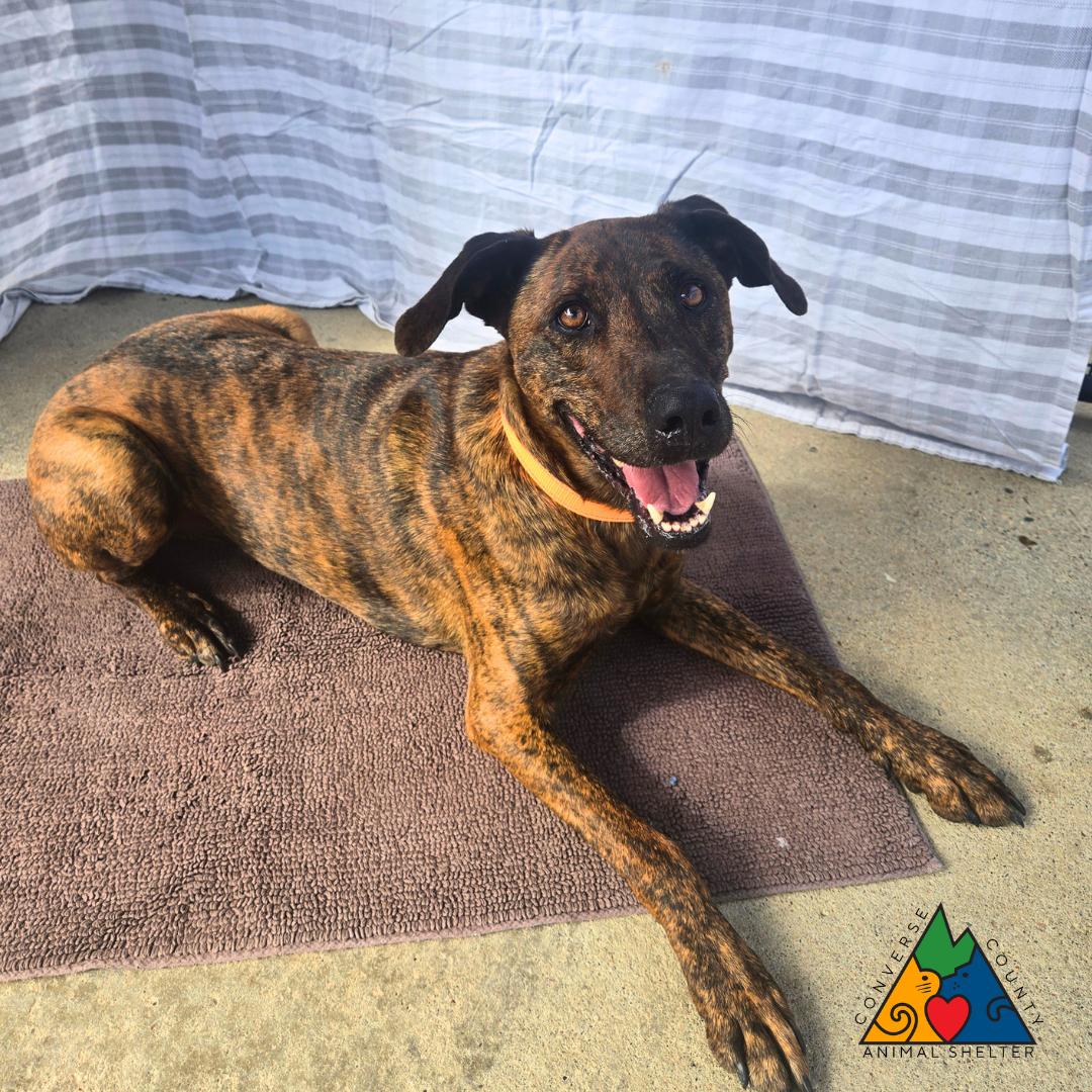 Enlarge Oscar, a Adoptable mixed breed in Douglas, WY image 1/6