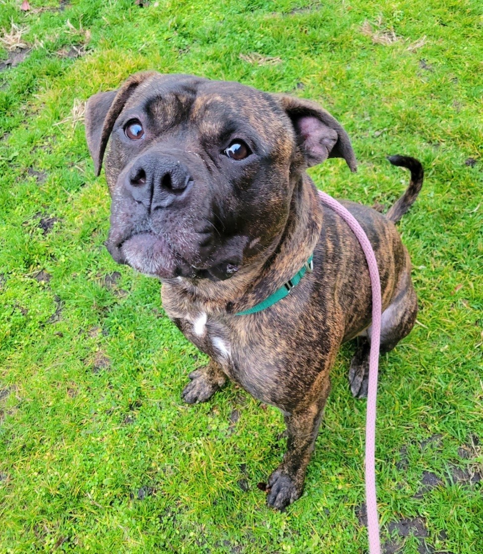 Enlarge Carson, a Adoptable mixed breed in Teterboro, NJ image 5/6