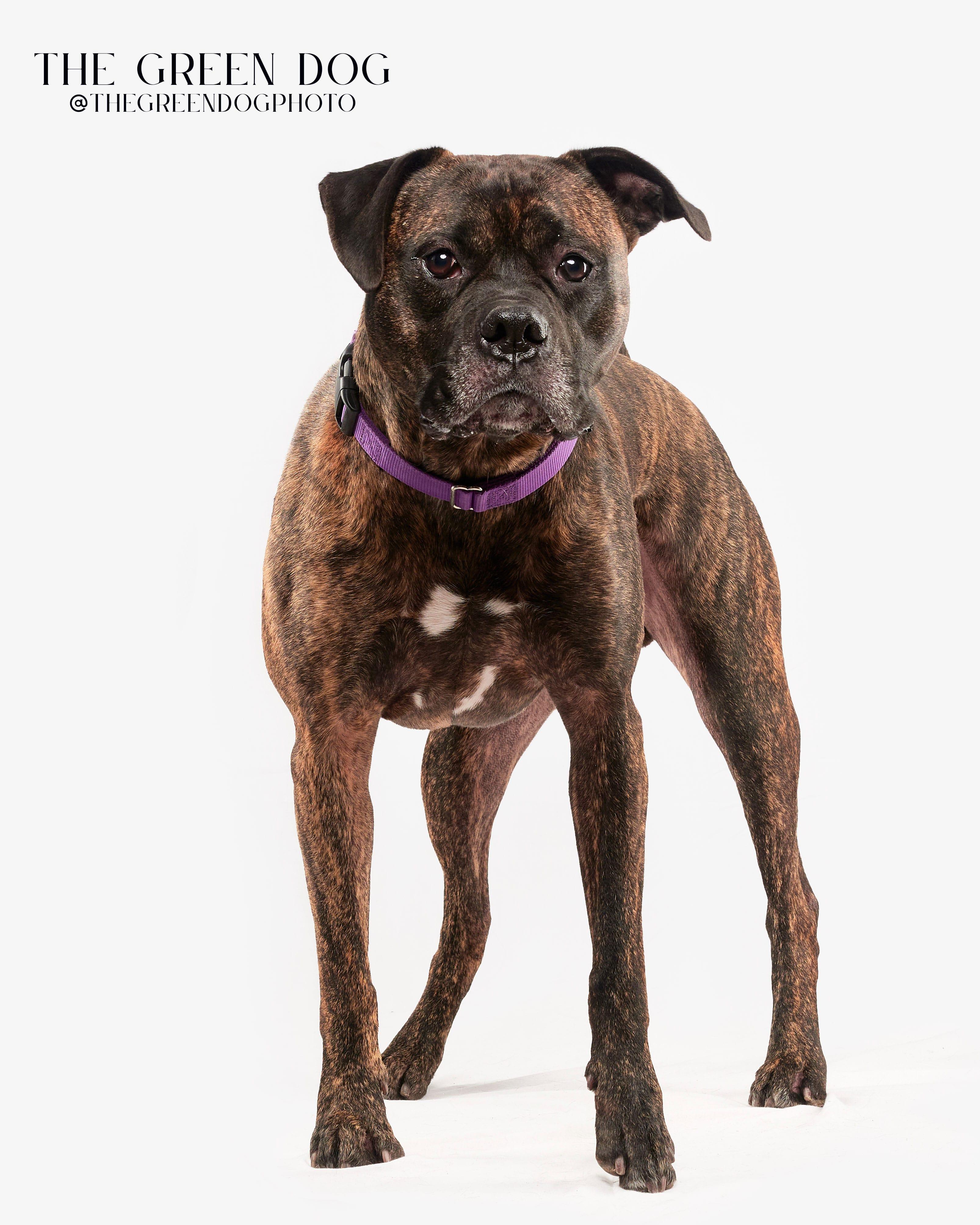 Carson, Adoptable, Adult Male Boxer & Mastiff.
