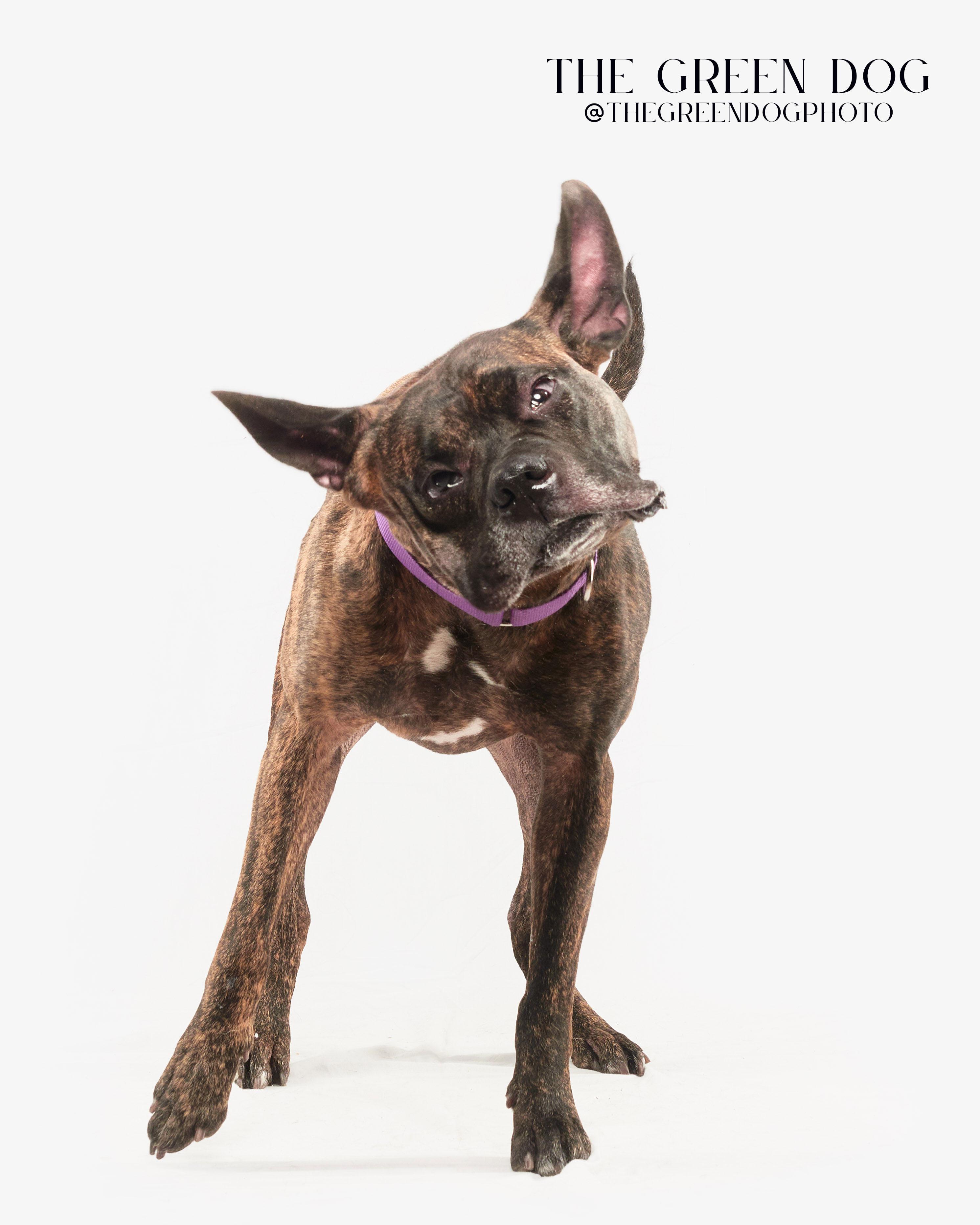Enlarge Carson, a Adoptable mixed breed in Teterboro, NJ image 4/6