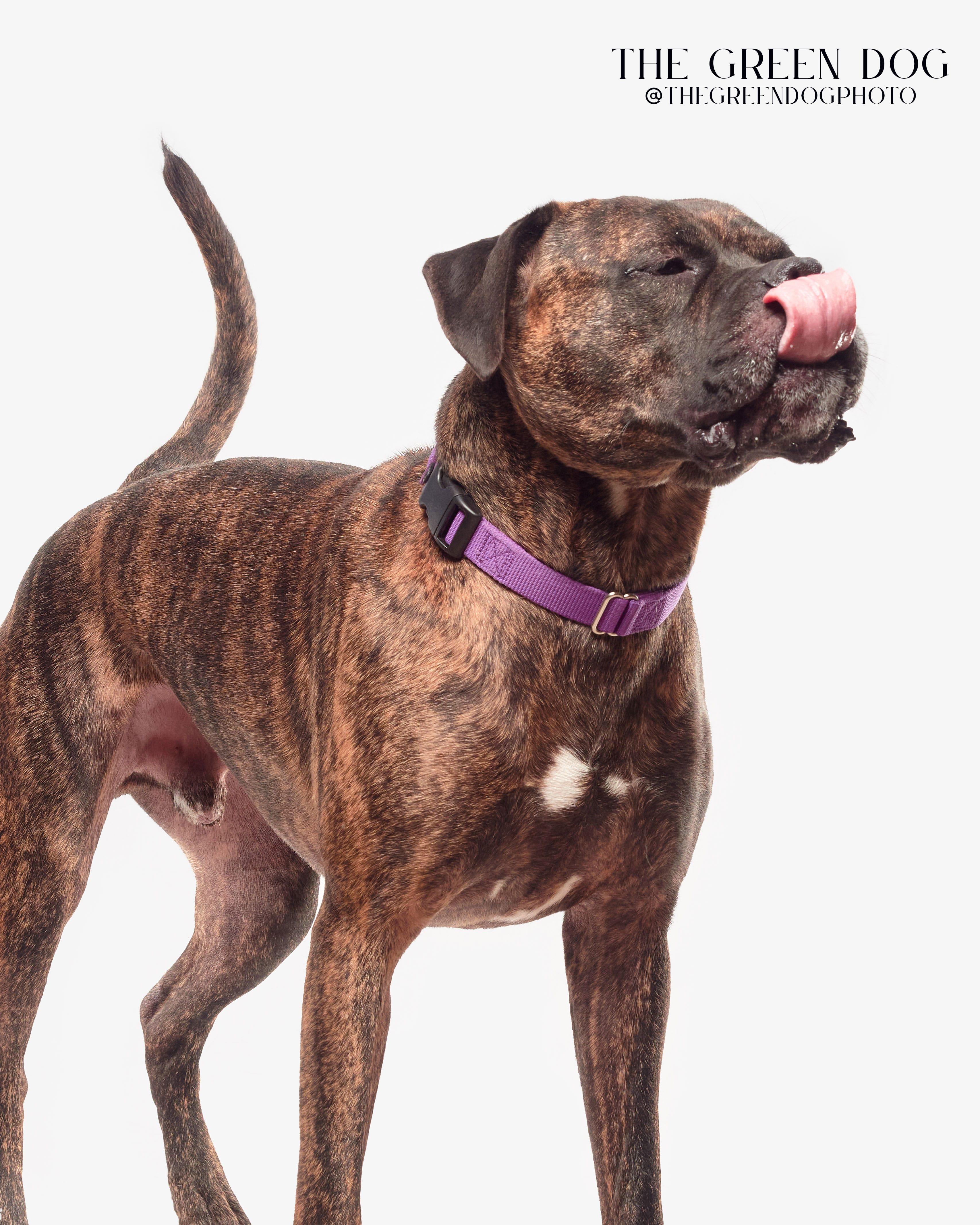 Enlarge Carson, a Adoptable mixed breed in Teterboro, NJ image 2/6