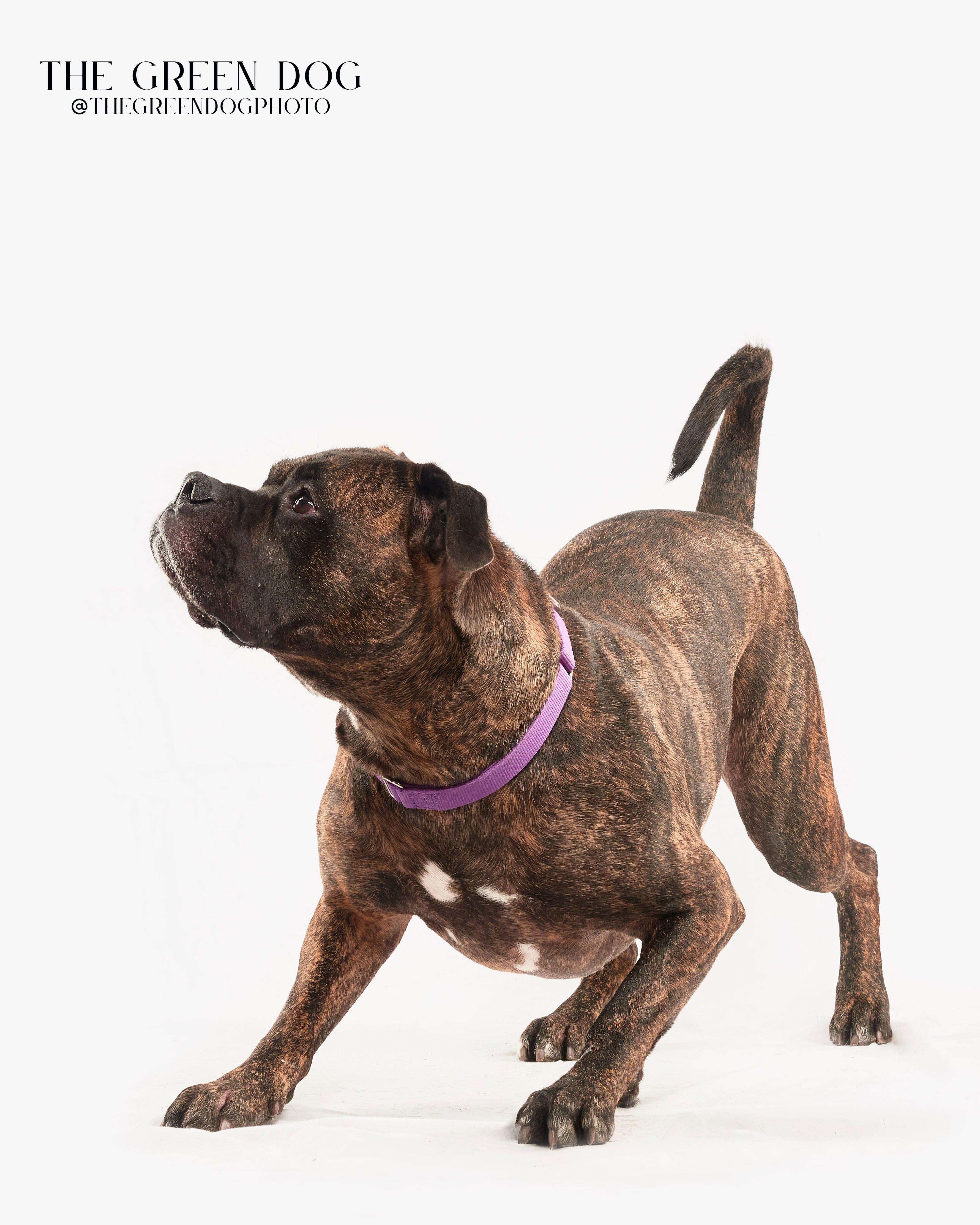 Enlarge Carson, a Adoptable mixed breed in Teterboro, NJ image 3/6