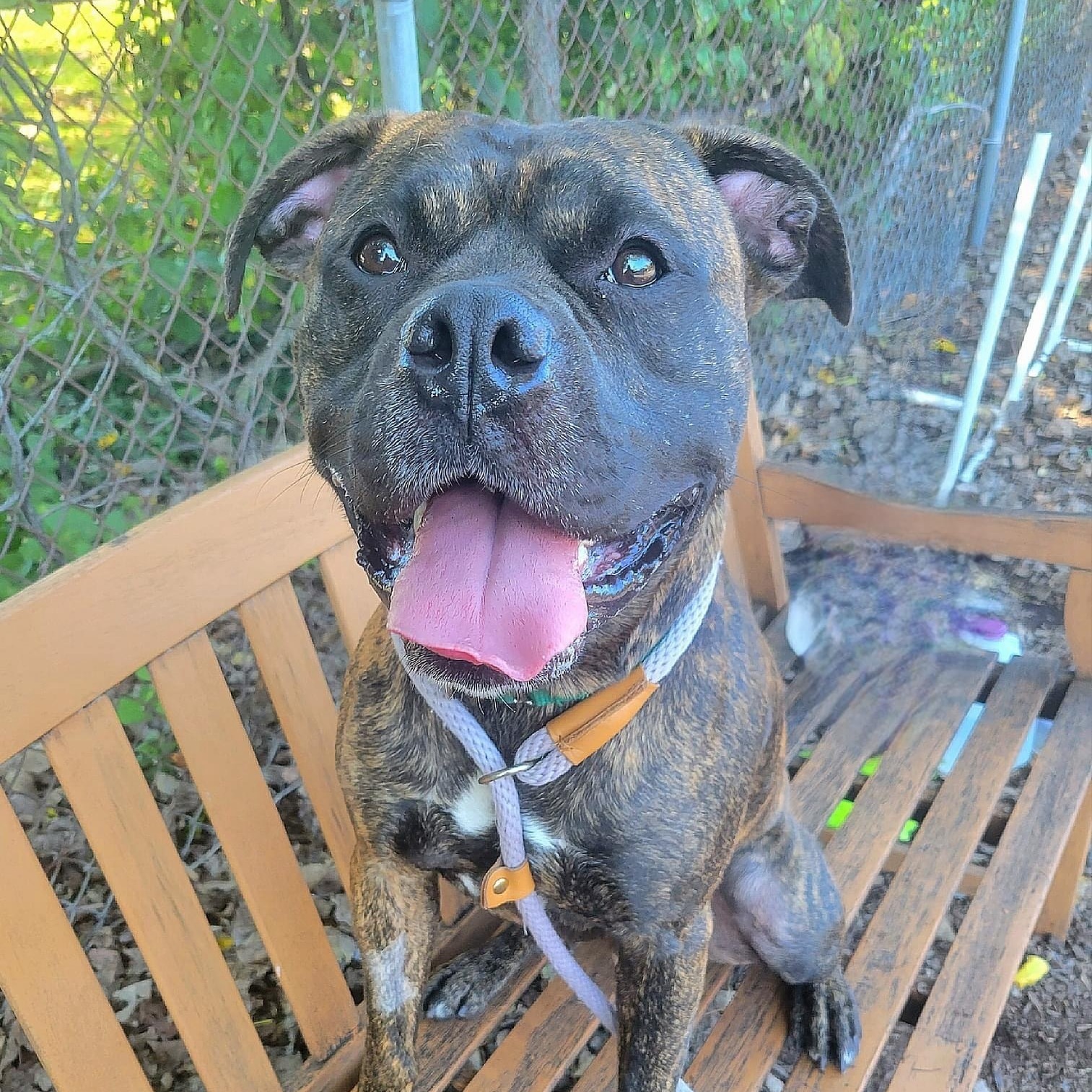 Enlarge Carson, a Adoptable mixed breed in Teterboro, NJ image 6/6