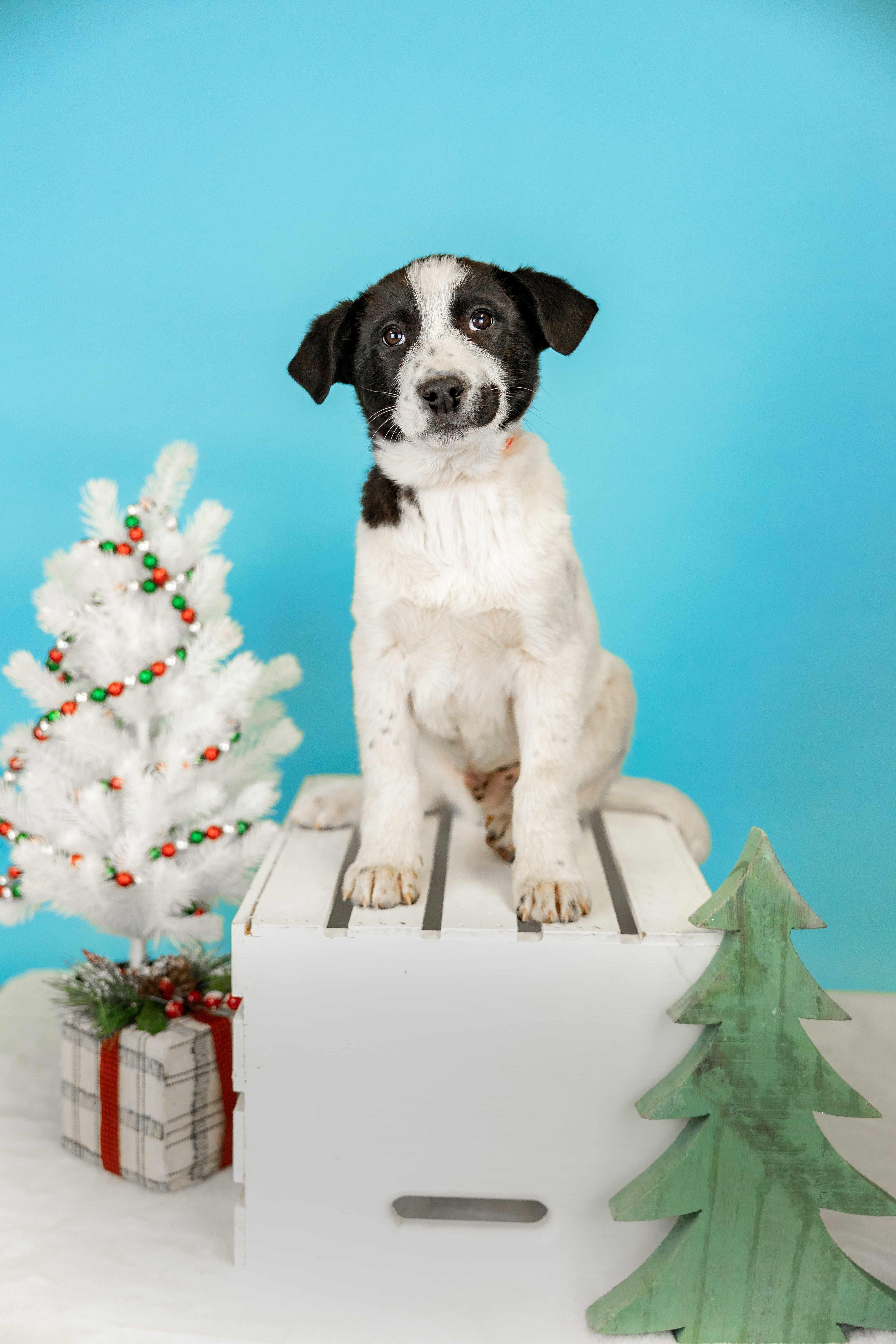 1091-25, ADOPTABLE, Young Male Australian Cattle Dog / Blue Heeler.