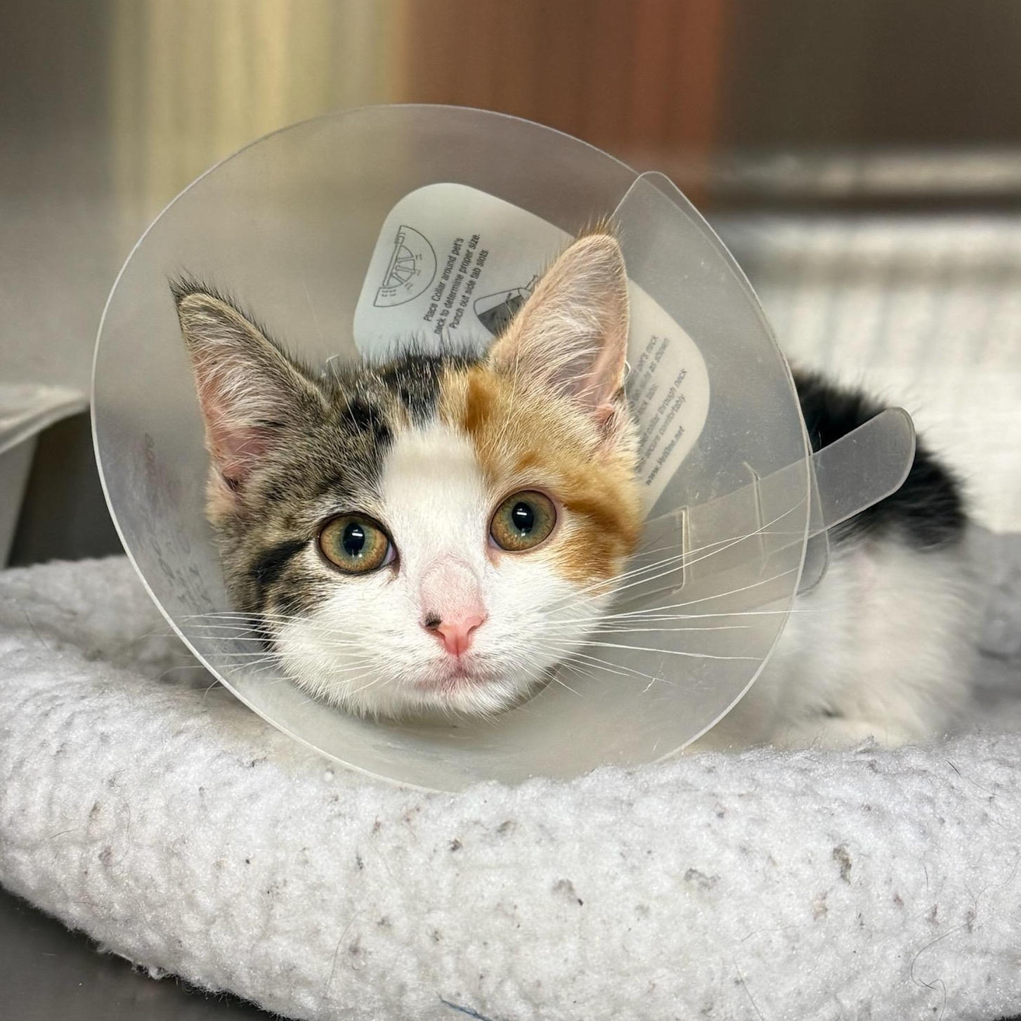 Enlarge Waikiki, a ADOPTABLE Domestic Short Hair in Wayne, NJ image 1/1