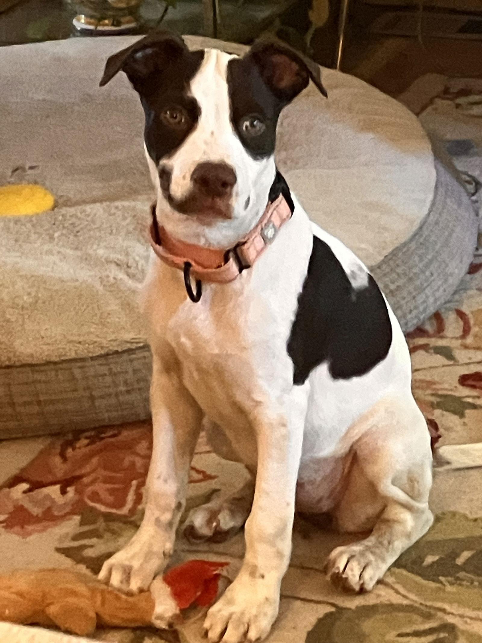 Jane, Adoptable, Young Female Terrier.