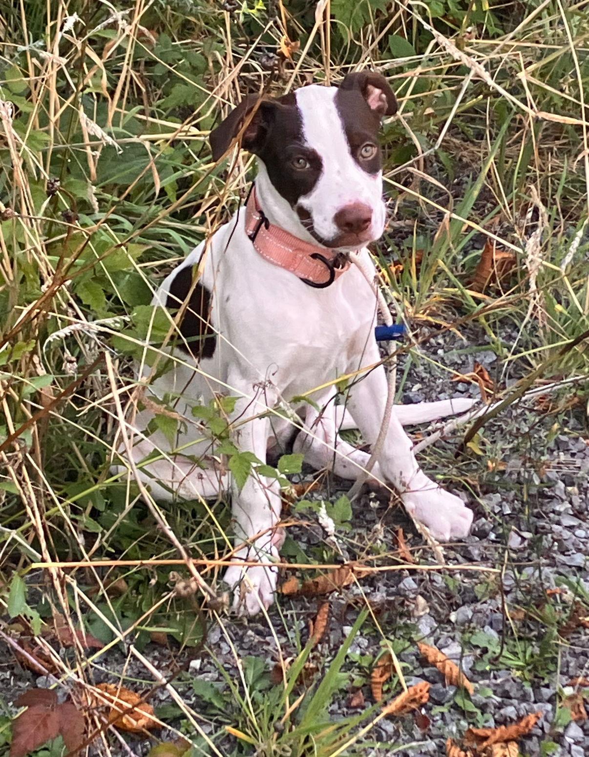Jane, a Adoptable Terrier in Bothell, WA image 2/3