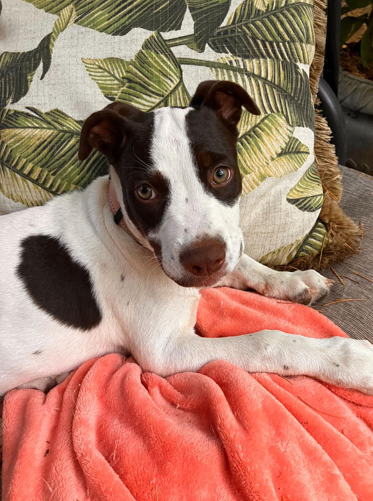Jane, a Adoptable Terrier in Bothell, WA image 3/3