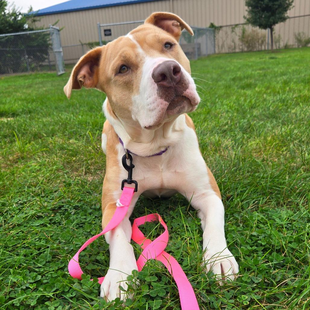 Autumn, Adoptable, Adult Female American Staffordshire Terrier & Mixed Breed.