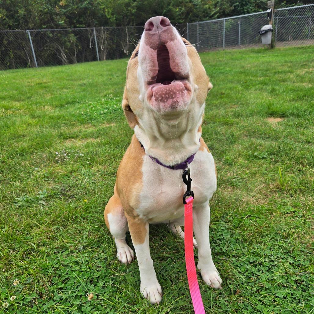 Enlarge Autumn, a Adopted mixed breed in Champaign, IL image 2/3