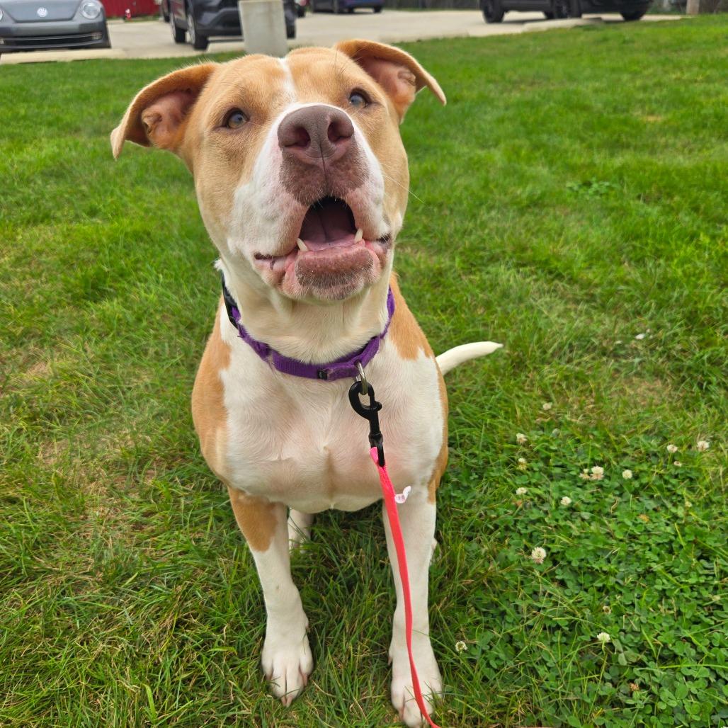 Enlarge Autumn, a Adopted mixed breed in Champaign, IL image 3/3