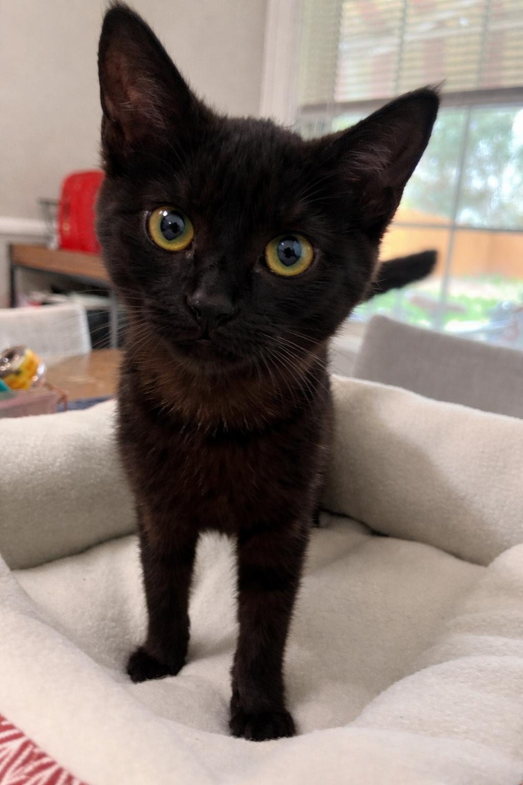 Enlarge Coco, an adopted Domestic Short Hair in Greensboro, NC image 3/3